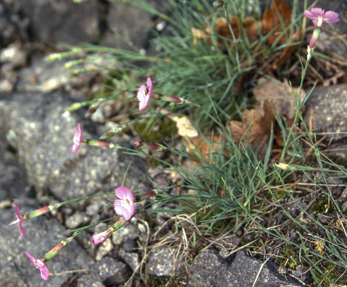 Habitus Südtirol